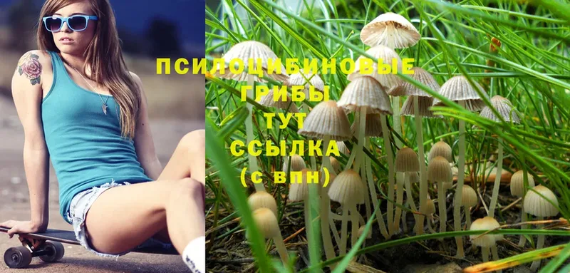 Галлюциногенные грибы Cubensis  Ворсма 